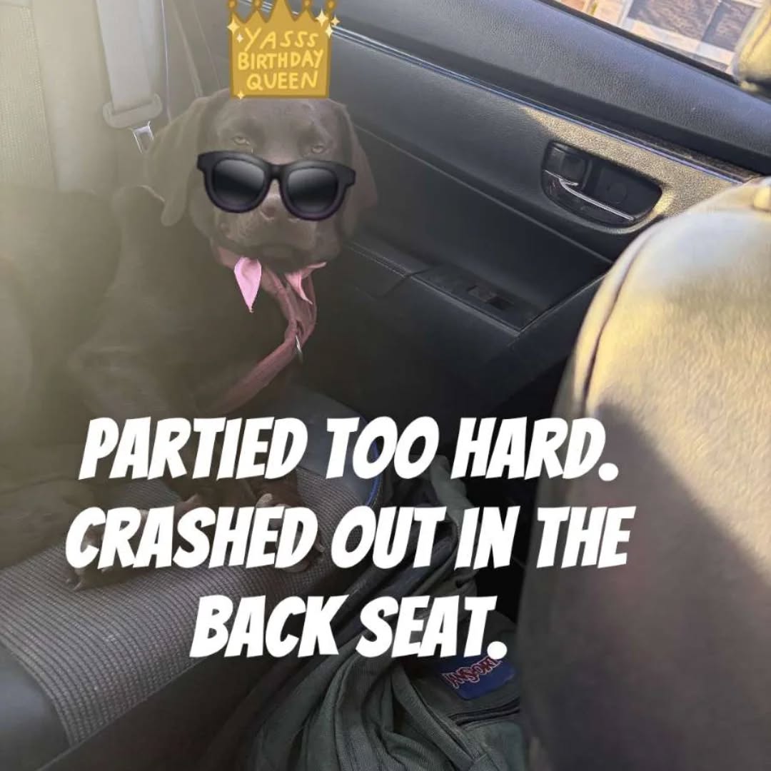 My lab in the car on her birthday